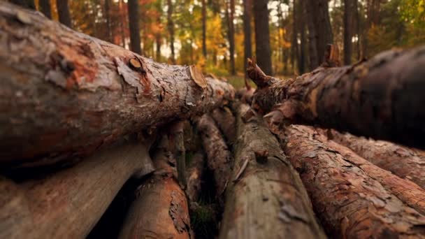 Close up details wood — Stock Video