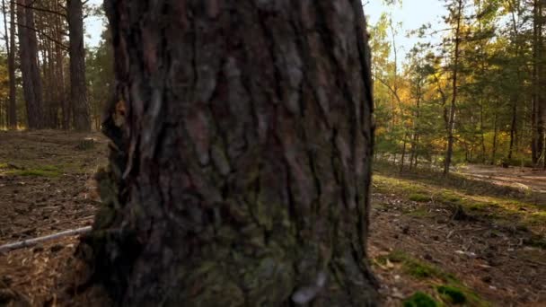 Пустая древесина при солнечном свете — стоковое видео