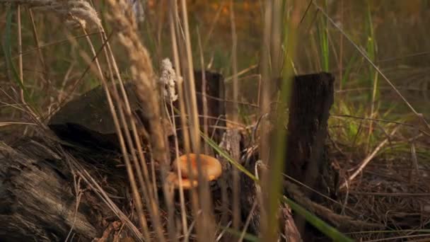 Б ролл гриб в лесу — стоковое видео