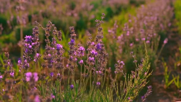 Primer plano viajero en provence toca púrpura flores — Vídeos de Stock