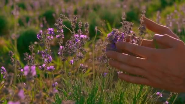 Primer plano masculino en provence toca flores púrpuras — Vídeos de Stock