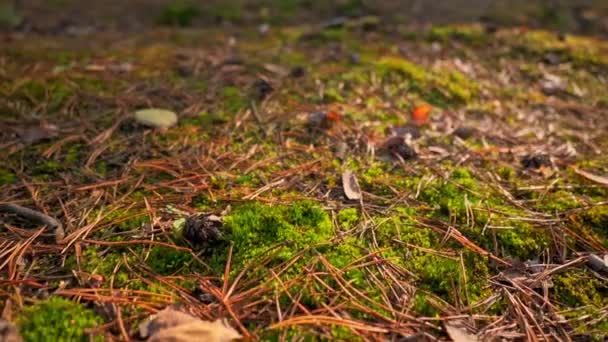 B rollo otoño temporada al aire libre suelo en madera — Vídeos de Stock