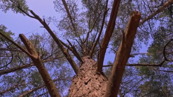 Vy på himlen genom barrträd grenar — Stockvideo