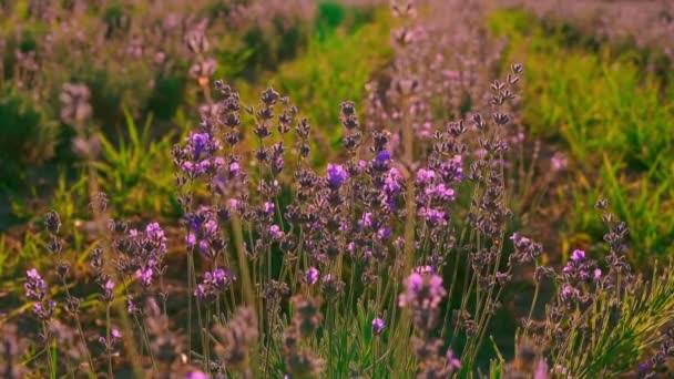 B rolo de lavanda arbusto — Vídeo de Stock