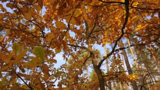 Crown of trees fall in greenwood — стоковое видео