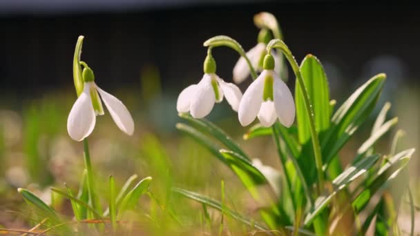 Beautiful galanthus flowers in forest — 图库视频影像