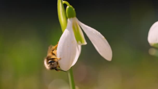 B rotolo di fiore con ape — Video Stock