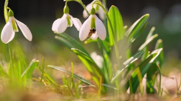 Beautiful flowers with bee — 图库视频影像