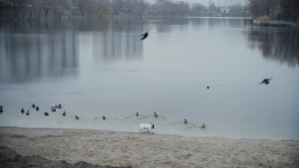 O cão assusta um bando de patos . — Vídeo de Stock