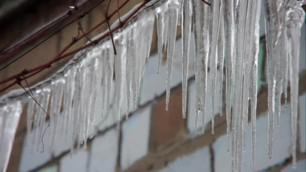 Gotas de água gotejamento icicles — Vídeo de Stock