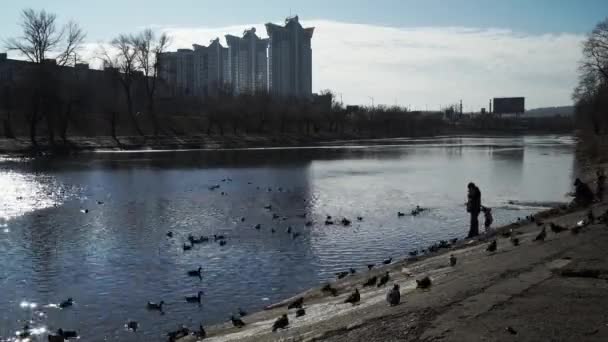 Люди кормят голубей и уток на берегу реки — стоковое видео