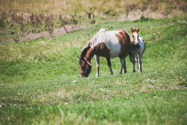 母马和小马 — 图库照片