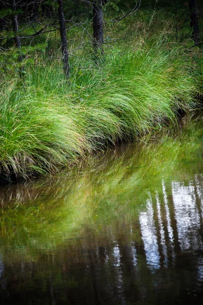 郁郁葱葱的草在河边 — 图库照片