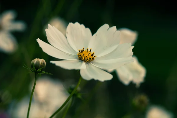 一朵白花 — 图库照片