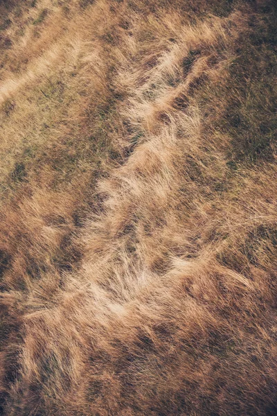 Alto dray colocado grama fundo — Fotografia de Stock