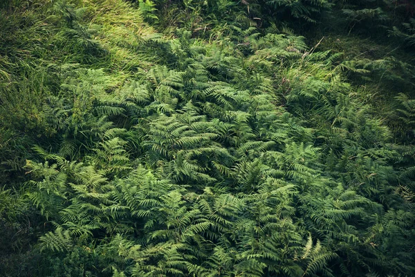 Vacker ormbunke bakgrund — Stockfoto