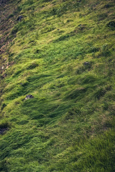 Bela grama de montanha verde — Fotografia de Stock