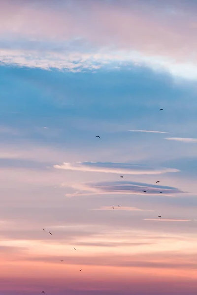 Hermoso Cielo Invierno Amanecer Con Aves Bienvenida Nueva Mañana —  Fotos de Stock