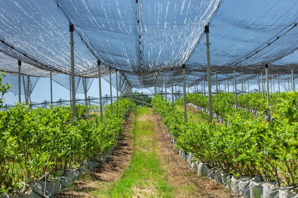 Plantação Mirtilo Com Plantas Sacos Cultivo Irrigação Por Gotejamento Rede — Fotografia de Stock