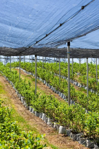 Plantação Mirtilo Com Plantas Sacos Cultivo Rede Granizo Imagem De Stock