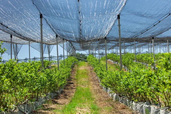 Plantação Mirtilo Com Plantas Sacos Cultivo Irrigação Por Gotejamento Rede Fotografia De Stock