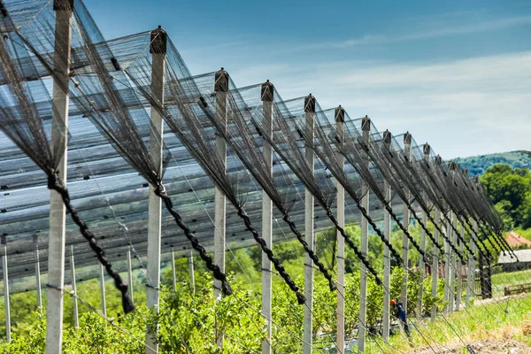 Rede Granizo Plantação Mirtilos Imagem De Stock