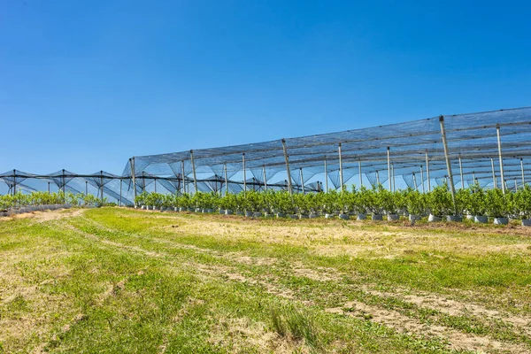 Bosbessen Plantage Met Planten Kweekzakken Druppelirrigatie Hagel Net Stockfoto