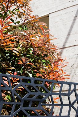 modern mimari detaylar çit ve duvarlar renkli bitkilerle dekorasyon için