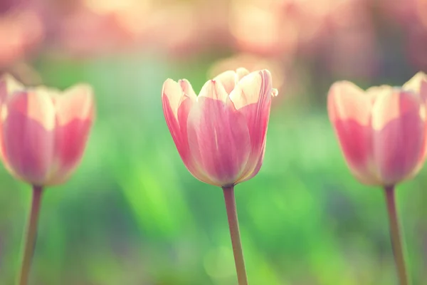 Tulipas no jardim — Fotografia de Stock