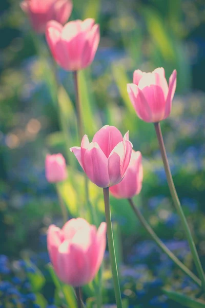 Тюльпани в саду — стокове фото