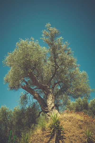 Grand olivier — Photo