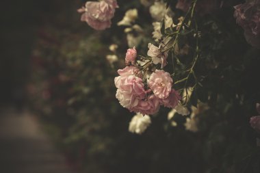 narin gül açık bahçede vurdu