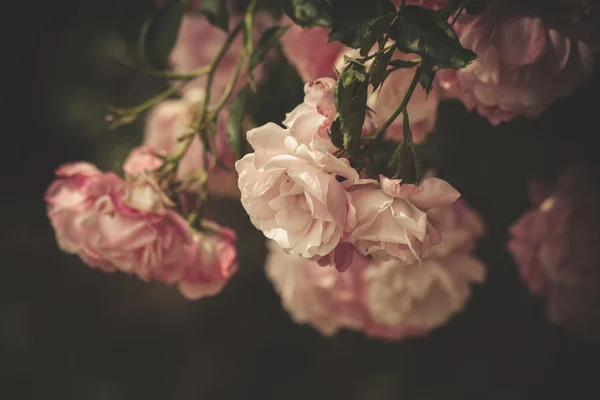 Délicates roses en plein air tourné dans le jardin — Photo