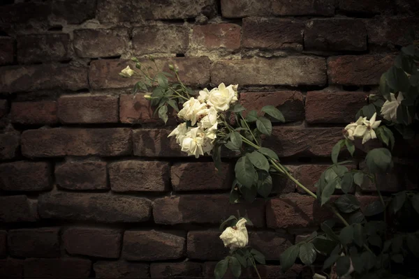 Delicate roses outdoor shot in garden — Stock Photo, Image