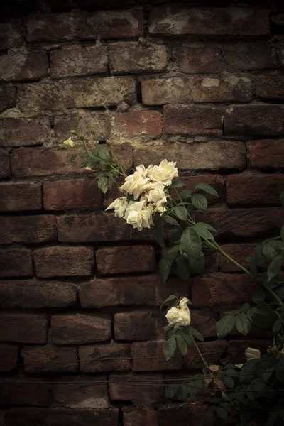 Delicate roses outdoor shot in garden — Stock Photo, Image