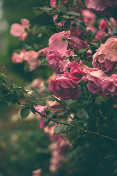 нежные розы на открытом воздухе выстрел в саду
