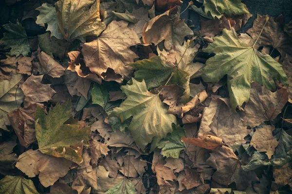 Herfst bladeren achtergrond — Stockfoto