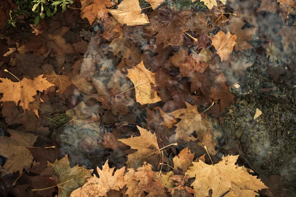 Gevallen bladeren in stream — Stockfoto