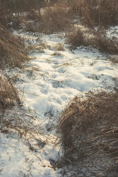 Torrt gräs och snö — Stockfoto