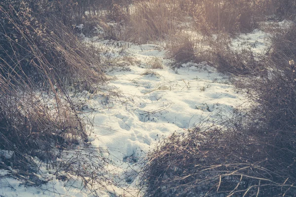 Grama seca e neve — Fotografia de Stock