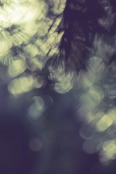 Ramo sempreverde sfocato — Foto Stock