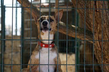 Sıcak bir yaz gününde Portekiz 'de köpek kulübelerinde bol güneşli fotoğraflar çekildi.         