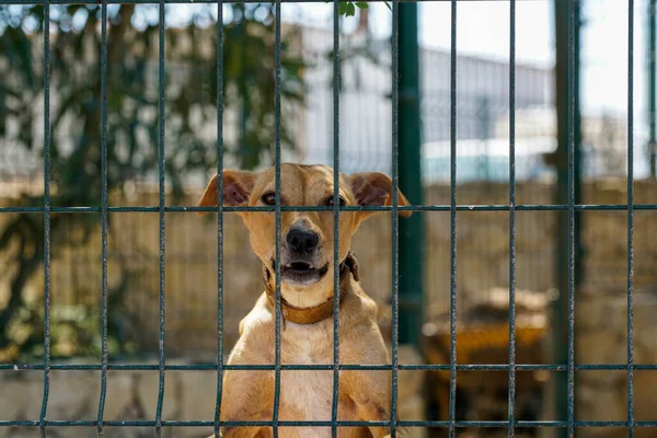 Sıcak bir yaz gününde Portekiz 'de köpek kulübelerinde bol güneşli fotoğraflar çekildi.         