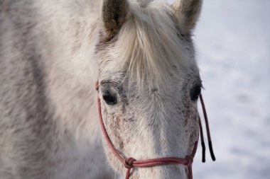 Bavyera 'da kar kaplamaları kapandığında çayırlarda atlar.