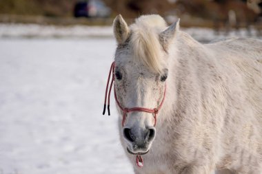 Bavyera 'da kar kaplamaları kapandığında çayırlarda atlar.