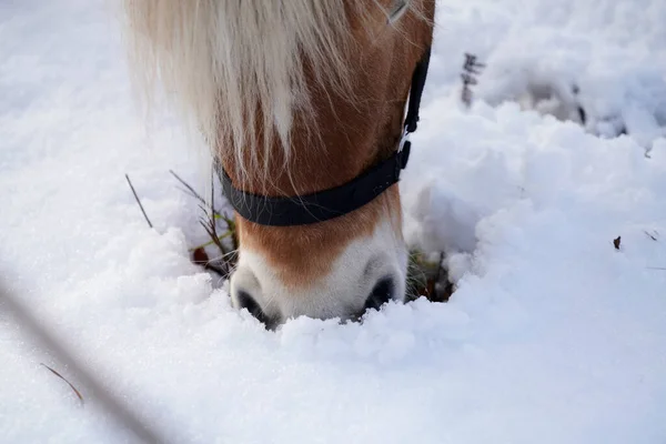 Caballos Invierno Paddock Cuando Cubierta Nieve Está Cerrada Forrajeando Baviera — Foto de Stock