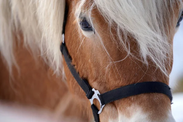 Horses Winter Paddock Snow Cover Closed Foraging Bavaria — Stock Photo, Image