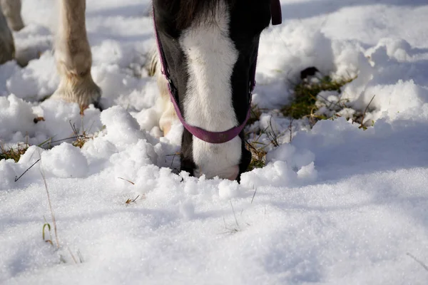 Caballos Invierno Paddock Cuando Cubierta Nieve Está Cerrada Forrajeando Baviera — Foto de Stock