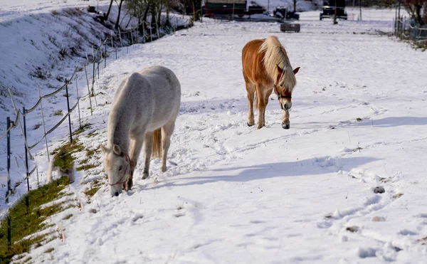 바이에른주의 눈덮인 곳에서 겨울에 말들이 먹이를 찾아다니는 모습을 수있다 — 스톡 사진