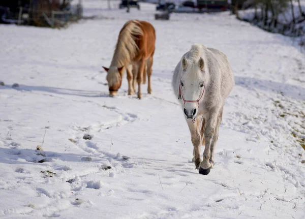 Konie Zimą Padoku Gdy Pokrywa Śnieżna Jest Zamknięta Bawarii — Zdjęcie stockowe